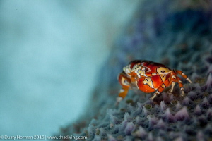 "Purple Porch"
A Gaudy Clown Crab on a Purple Vase Sponge. by Dusty Norman 